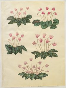 Cyclamen Purpurascens; Cyclamen Hederifolium