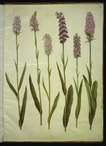 Dactylorhiza maculata (Spotted Orchid) by Hans Simon Holtzbecker