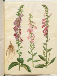 Digitalis Purpurea (Common Foxglove) by Hans Simon Holtzbecker