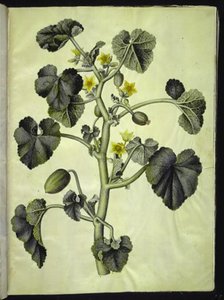 Ecballium elaterium (Squirting Cucumber)