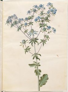 Eryngium planum (sea holly) by Hans Simon Holtzbecker