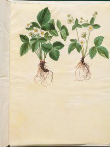 Fragaria Vesca (Wild Strawberry)