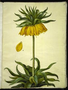 Fritillaria imperialis (crown imperial) by Hans Simon Holtzbecker