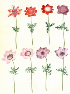 Anemone Coronaria