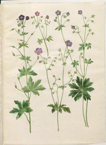 Geranium phaeum; Geranium sylvaticum by Hans Simon Holtzbecker