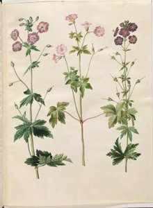 Geranium phaeum (dusky cranesbill); Geranium versicolor (pencilled cranesbill) by Hans Simon Holtzbecker