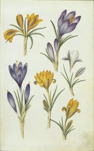 Crocuses