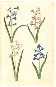 Hyacinthus Orientalis (Common Hyacinth) by Hans Simon Holtzbecker
