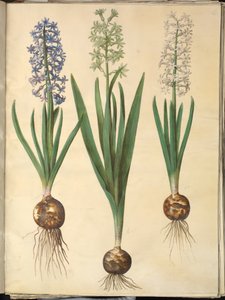 Hyacinthus Orientalis (Common Hyacinth) by Hans Simon Holtzbecker