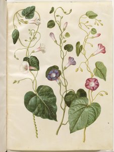 Ipomoea purpurea by Hans Simon Holtzbecker