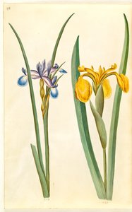Iris Graminea (Grass-Leaved Iris); Iris Pseudacorus (Yellow Iris)