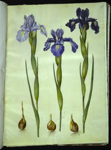 Iris latifolia (English Iris) by Hans Simon Holtzbecker
