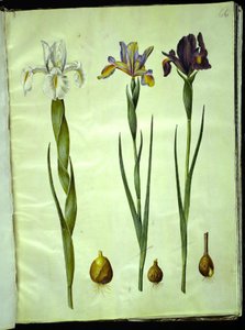 Iris latifolia (English Iris); Iris xiphium (Spanish Iris) by Hans Simon Holtzbecker
