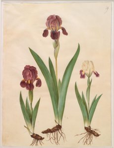 Iris ×lurida (Iris Hybrid) by Hans Simon Holtzbecker