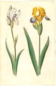 Iris Pallida (Pale Iris); Iris Variegata (Variegated Iris)