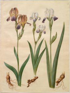 Iris ×sambucina; Iris ×amoena by Hans Simon Holtzbecker