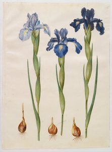 Iris xiphioides
