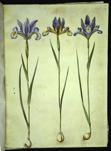 Iris xiphium (Spanish Iris)