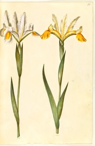 Iris xiphium, possibly Iris latifolia (Spanish Iris or English Iris)