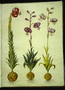 Lilium Pomponium (Pompon Lily); Lilium Martagon (Martagon Lily) by Hans Simon Holtzbecker