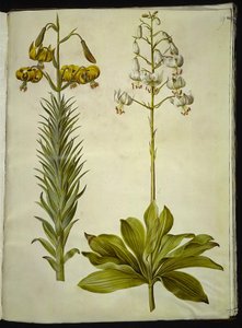 Lilium pyrenaicum (Pyrenean Lily); Lilium martagon (Martagon Lily) by Hans Simon Holtzbecker