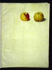 Malus domestica (Common Apple)