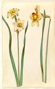 Narcissus ×medioluteus; Narcissus ×incomparabilis by Hans Simon Holtzbecker