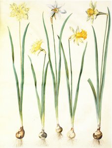 Narcissus Pseudonarcissus, Narcissus Poeticus, Narcissus × Incomparabilis