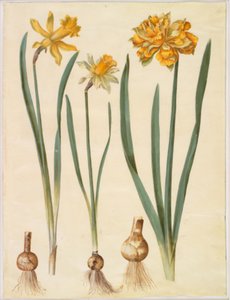 Narcissus pseudonarcissus major (Large Daffodil); Narcissus pseudonarcissus bicolor (Two-colored Daffodil); Narcissus pseudonarcissus by Hans Simon Holtzbecker