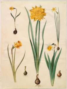 Narcissus pseudonarcissus minor; Narcissus pseudonarcissus (daffodil); Narcissus ×tenuior; Narcissus bulbocodium (hoop-petticoat daffodil); Narcissus pseudonarcissus bicolor (two-colored daffodil) by Hans Simon Holtzbecker