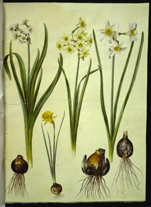 Narcissus tazetta; Narcissus ×medioluteus; Narcissus bulbocodium by Hans Simon Holtzbecker