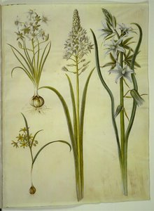 Ornithogalum Umbellatum; Ornithogalum Pyramidale; Gagea Lutea; Ornithogalum Nutans by Hans Simon Holtzbecker