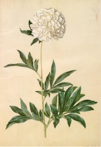 Paeonia Lactiflora (Silk Peony) by Hans Simon Holtzbecker