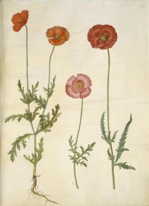 Papaver dubium (Long-headed Poppy); Papaver rhoeas (Common Poppy)