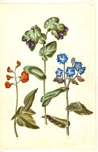 Phaseolus coccineus (Scarlet Runner Bean); Cerinthe major (Greater Honeywort); Borago officinalis (Common Borage) by Hans Simon Holtzbecker