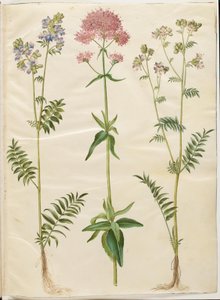 Polemonium caeruleum (Jacob