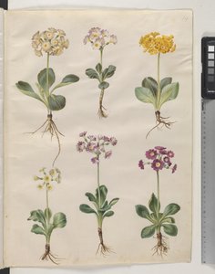 Primula ×pubescens Wulfen (Garden Auricula) by Hans Simon Holtzbecker