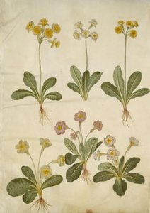 Primula veris (Hybrid of Cowslip); Primula vulgaris (Hybrid of Primrose) by Hans Simon Holtzbecker