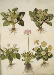 Primula Vulgaris (Hybrid of Large-Flowered Primrose); Primula Farinosa (Mealy Primrose) by Hans Simon Holtzbecker