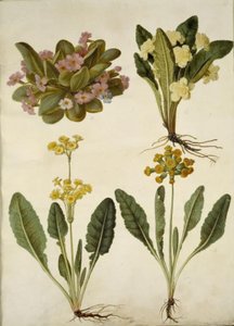 Primula Vulgaris (Carnival Primrose); Primula Vulgaris (Hybrid of Large-Flowered Primrose); Primula Veris (Hybrid of Cowslip) by Hans Simon Holtzbecker