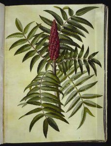 Rhus Typhina (Staghorn Sumac) by Hans Simon Holtzbecker