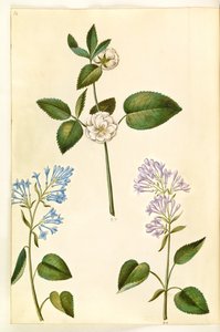 Rosa (?) (rose); Syringa vulgaris (common lilac) by Hans Simon Holtzbecker