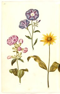 Saponaria officinalis; Convolvulus tricolor; Helianthus (?) by Hans Simon Holtzbecker