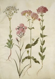 Saxifraga Paniculata (Rock Saxifrage); Silene Viscaria (Sticky Catchfly); Silene Armeria (Sweet William Catchfly) by Hans Simon Holtzbecker