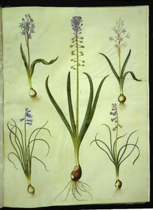 Scilla bifolia; Muscari comosum; Brimeura amethystina by Hans Simon Holtzbecker