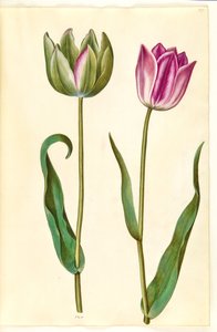 Tulipa gesneriana (Garden Tulip) by Hans Simon Holtzbecker
