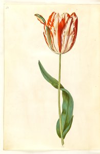 Tulipa gesneriana (Garden Tulip) by Hans Simon Holtzbecker