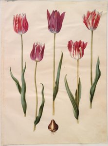 Tulip gesneriana (garden tulip) by Hans Simon Holtzbecker