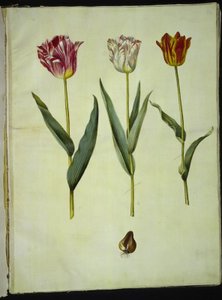 Tulipa gesneriana (Garden Tulip) by Hans Simon Holtzbecker