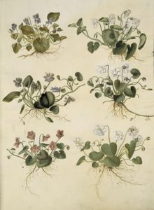 Viola odorata (March Violet) by Hans Simon Holtzbecker